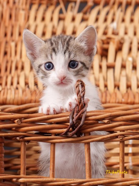 Chaton gris et blanc avec de grands yeux, posé dans un panier en osier.