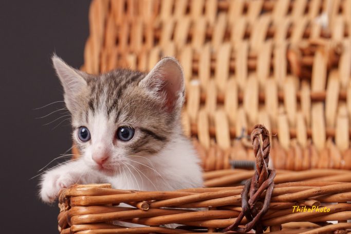 Un chaton tigré gris et blanc sort de paniers en osier.