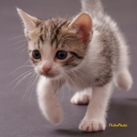 Un chaton gris et blanc marche avec curiosité sur un fond neutre.
