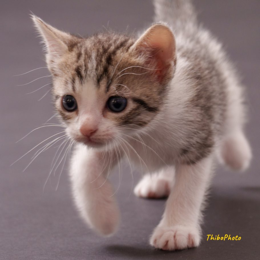 Un chaton gris et blanc marche avec curiosité sur un fond neutre.