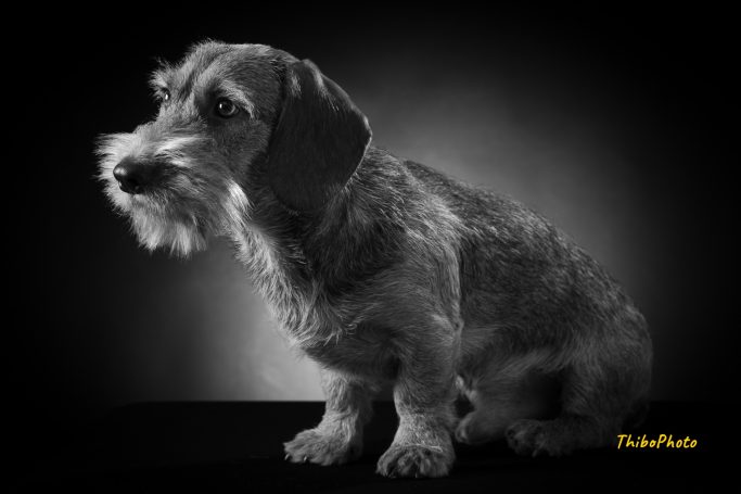 Un chien schnauzer en noir et blanc, assis sur une surface sombre.