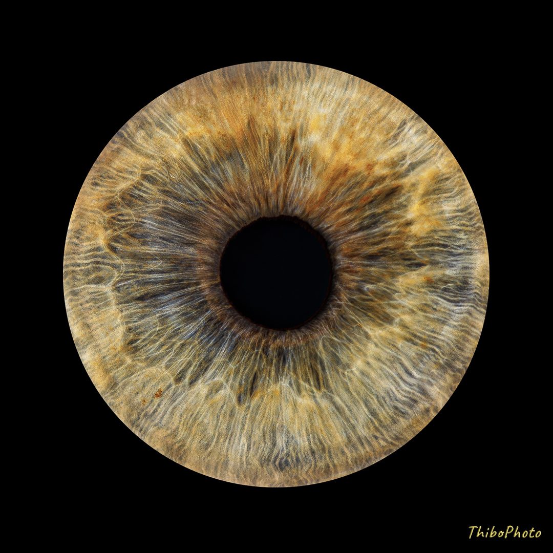 Iris coloré en nuances de brun et doré, avec pupille noire au centre.