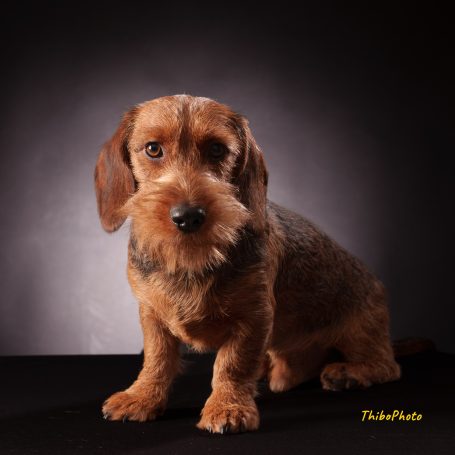 Un chien de race teckel brun assis sur un fond sombre.