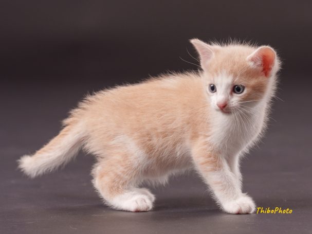Un chaton orange clair aux yeux bleus, marchant sur un fond sombre.